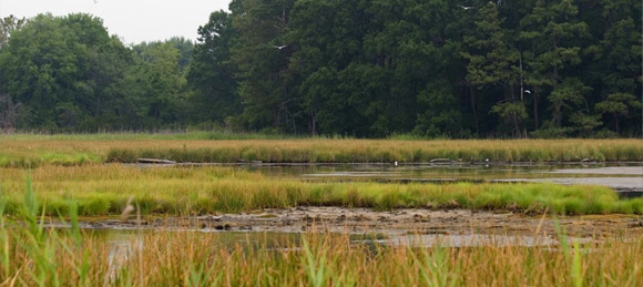 Habitat Restoration projects florida